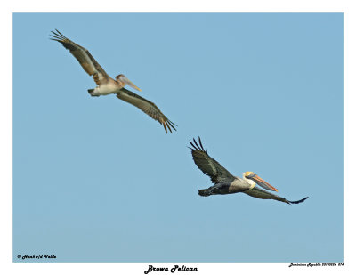 20150224 DR 074 Brown Pelican.jpg