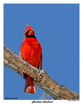 20150317 019 Northern Cardinal 1r2.jpg