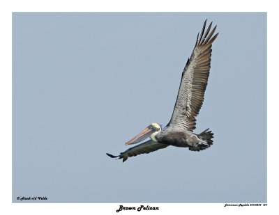 20150224 DR 124 Brown Pelican.jpg