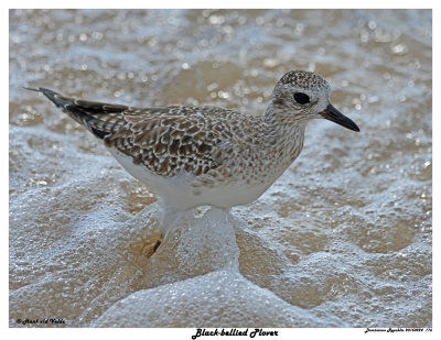 20150224 DR 176 Black-bellied Plover.jpg