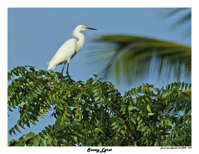 20150224 DR 1412 Snowy Egret.jpg