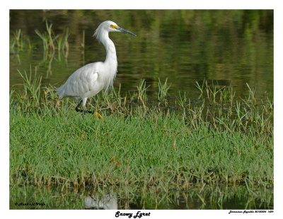 20150224 DR 1429 Snowy Egret.jpg