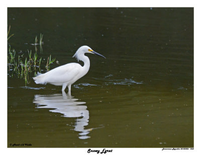 20150224 DR 1568 Snowy Egret.jpg