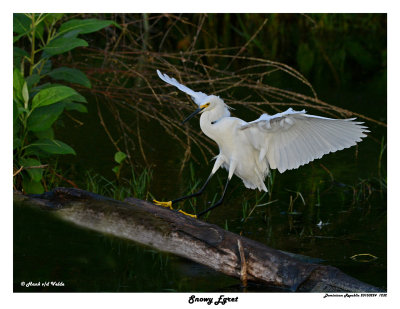 20150224 DR 1232 Snowy Egret2 1r1.jpg