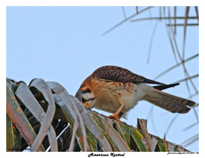 20150224 DR 780 American Kestrel.jpg