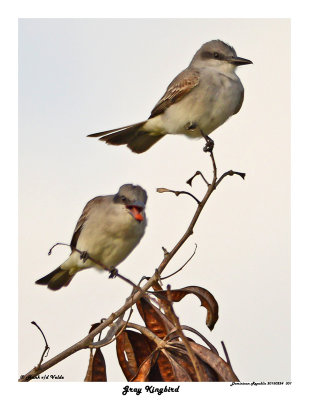 20150224 DR 301 Gray Kingbird.jpg