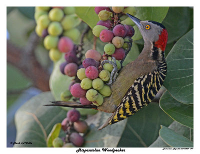 20150224 DR 041 Hispaniolan Woodpecker.jpg