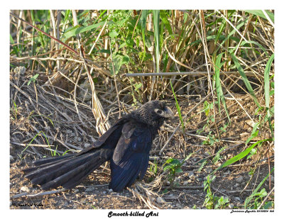 20150224 DR 868 Smooth-billed Ani.jpg