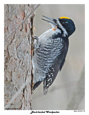 20150129 154 Black-backed Woodpecker.jpg