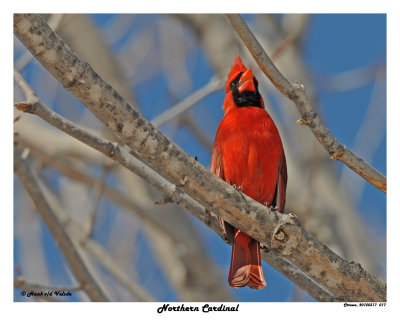 20150317 017 Northern Cardinal.jpg