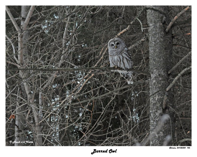 20150320 146 SERIES - Barred Owl.jpg