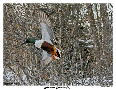 20150129 107 Northern Shoveler (m).jpg