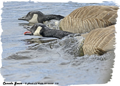 20130330 110 Canada Geese.jpg