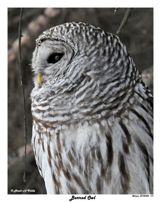 20150320 117 Barred Owl.jpg