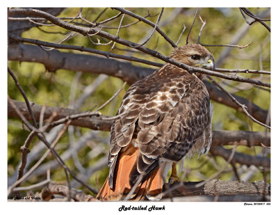 20150411 536 Red-tailed Hawk.jpg