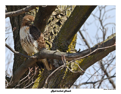 20150411 123 Red-tailed Hawk 1r1.jpg