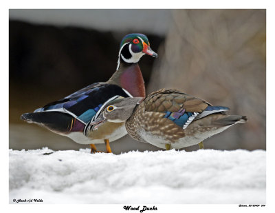 20150409 034 Wood Ducks 1r1.jpg