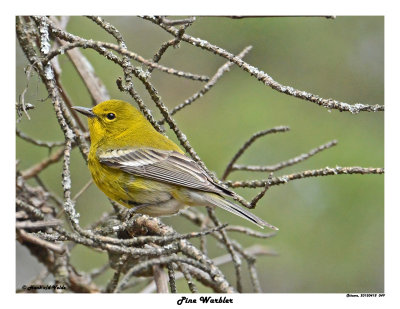 20150418 049 Pine Warbler.jpg