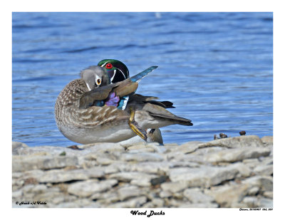 20150407 065 059 Wood Ducks.jpg