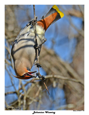 20150417 178 Bohemian Waxwing.jpg