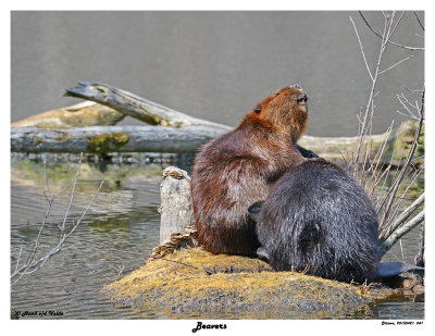 20150421 041 Beavers.jpg