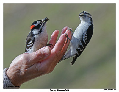 20150423 076 SERIES - Downy Woodpeckers.jpg