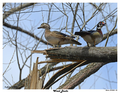 20150423 128 Wood Ducks.jpg