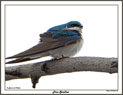 20150424 047 Tree Swallow.jpg