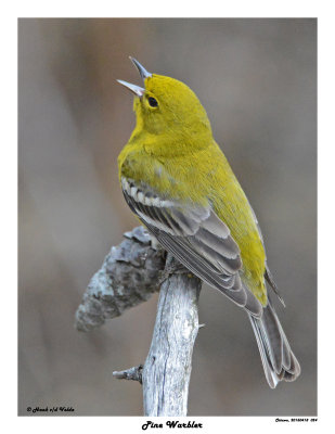 20150418 024 Pine Warbler.jpg
