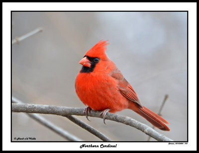 20150424 123 Northern Cardinal.jpg