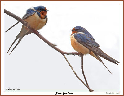 20150424 106 108 Barn Swallows.jpg