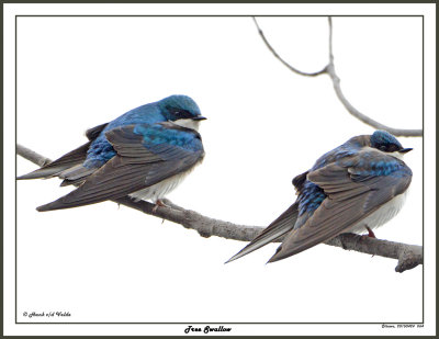 20150424 064 Tree Swallows.jpg
