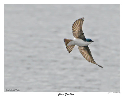 20150424 213 SERIES - Tree Swallow.jpg