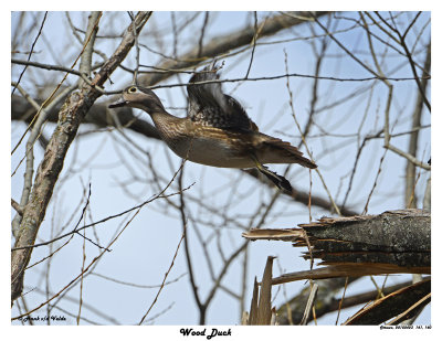 20150423 141 140 Wood Duck.jpg