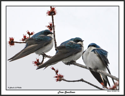 20150424 004 Tree Swallows.jpg