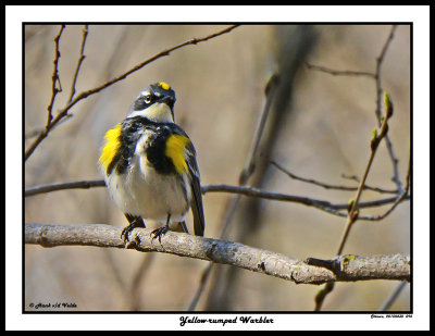 20150430 096 Yellow-rumped Warbler.jpg