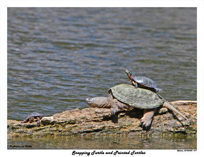 20150430 317 SERIES -  Snapping Turtle and Painted Turtles.jpg