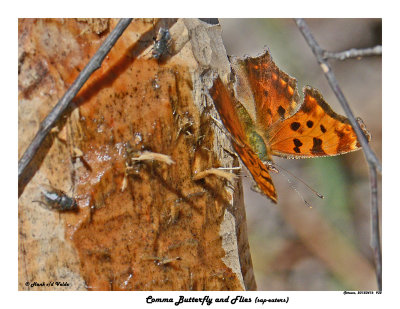 20150416 932 Comma Butterfly and Flies.jpg