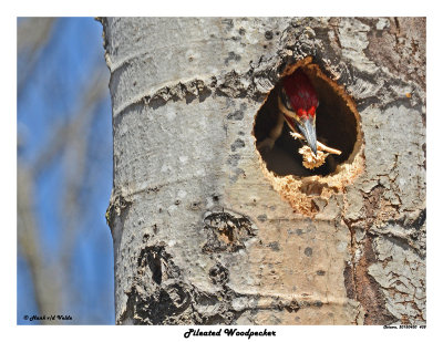 20150430 438 SERIES - Pileated Woodpecker.jpg