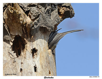 20150423 019 SERIES - Chickadee.jpg
