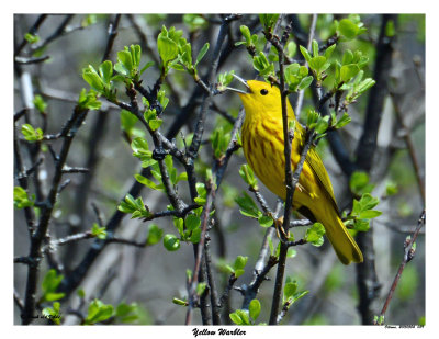 20150504 089 Yellow Warbler.jpg