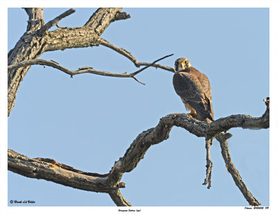 20150505 188 SERIES - Peregrine Falcon (juv).jpg