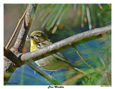 20150430 039 Pine Warbler.jpg