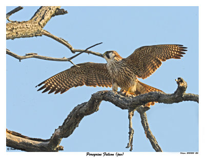20150505 256 SERIES - Peregrine Falcon (juv).jpg