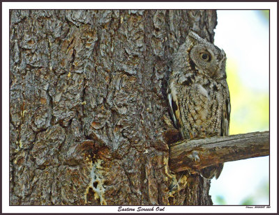 20150508 520 Eastern Screech Owl.jpg