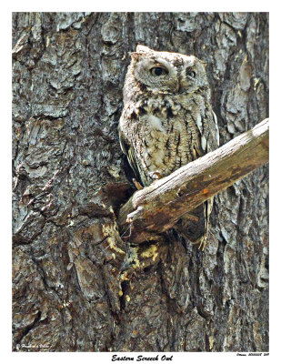 20150508 249 Eastern Screech Owl.jpg
