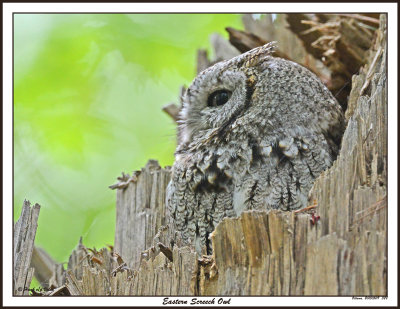 20150509 328 Eastern Screech Owl.jpg