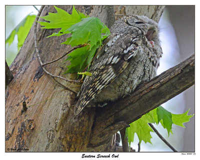 20150511 376 Eastern Screech Owl.jpg