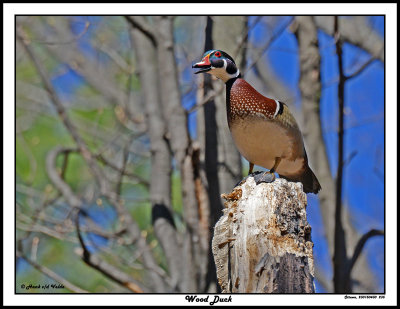 20150430 235 SERIES - Wood Duck.jpg