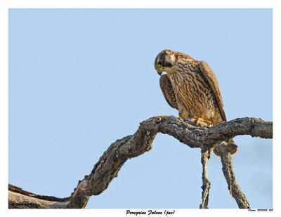 20150505 258 Peregrine Falcon (juv).jpg